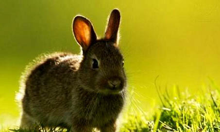 兔子为什么趴着抖是什么原因