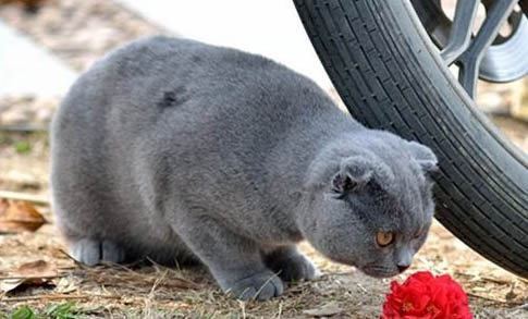 猫草一次吃多少合适