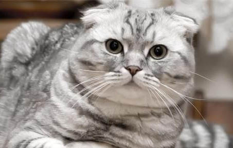 猫咪吃猫草会吐吗?