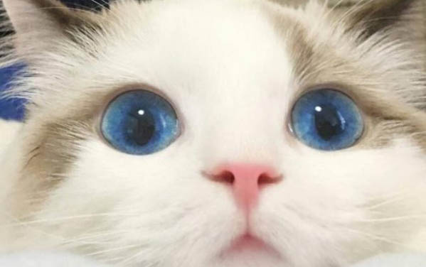 猫咪吃了生大米怎么办