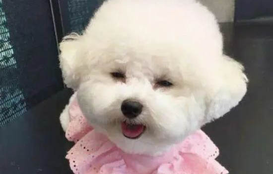 拉布拉多幼犬拉肚子不吃东西怎么回事
