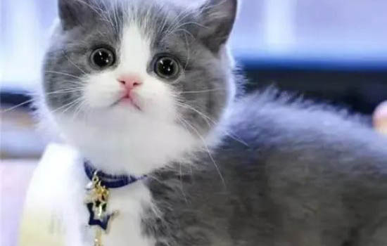 猫咪耳朵里有黑的东西怎么办