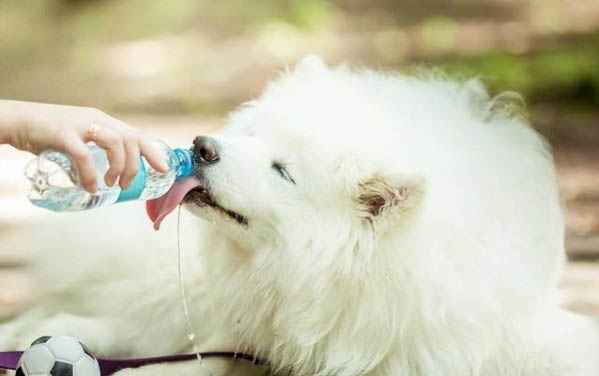 小狗得犬瘟热可以吃什么药