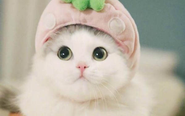 猫咪张嘴哈气是什么意思