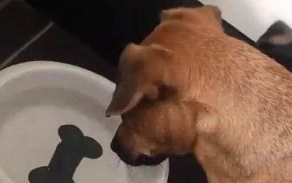怎么确认狗狗有没有吃老鼠药