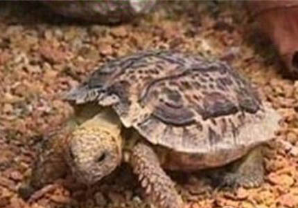 埃及陆龟可以深水养吗