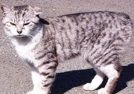 日本短尾猫蜷着睡的原因及处理方法