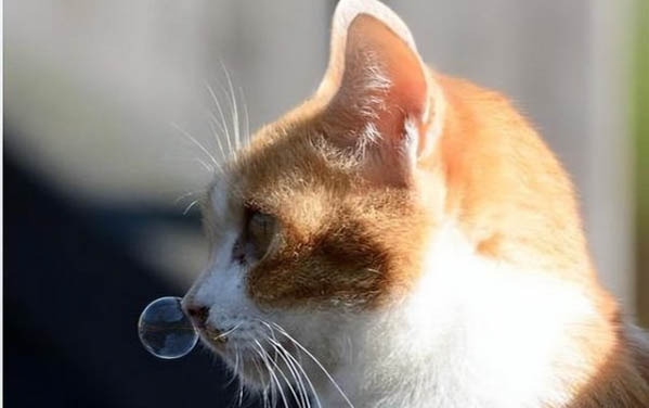 小猫为什么要绝育啊