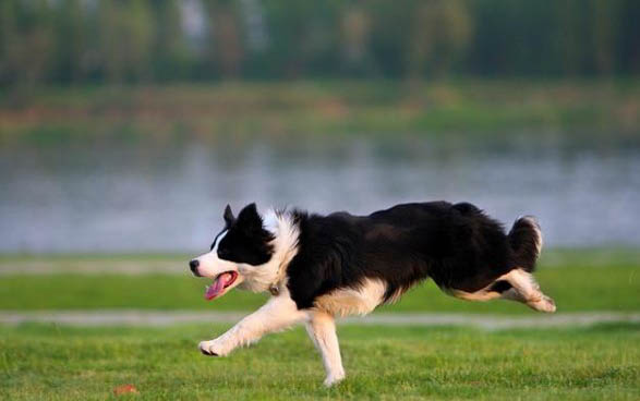 边境牧羊犬发烧什么症状有哪些