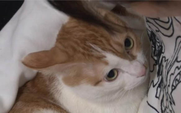 5元的小猫在哪买,购买小猫五元一只可能吗