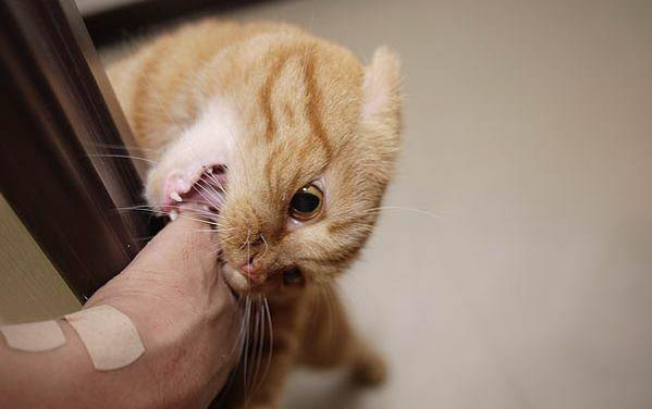 宠物猫：猫咪咬人抓人的原因和解决训练方法