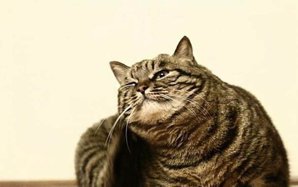 猫咪为什么会成为冷酷杀手的原因
