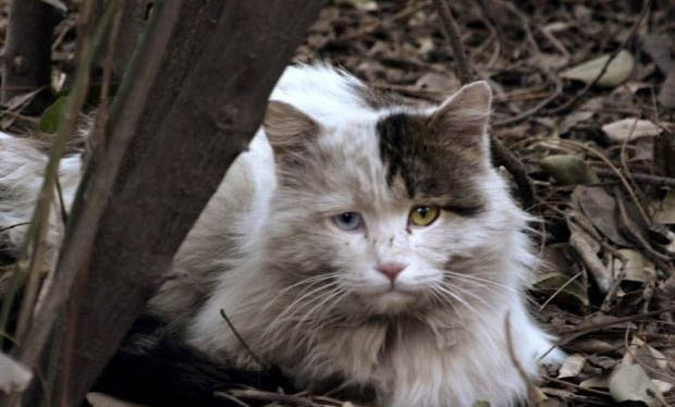 一个月的流浪猫不吃东西怎么办