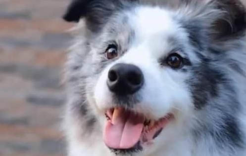 牧羊犬有哪些品种