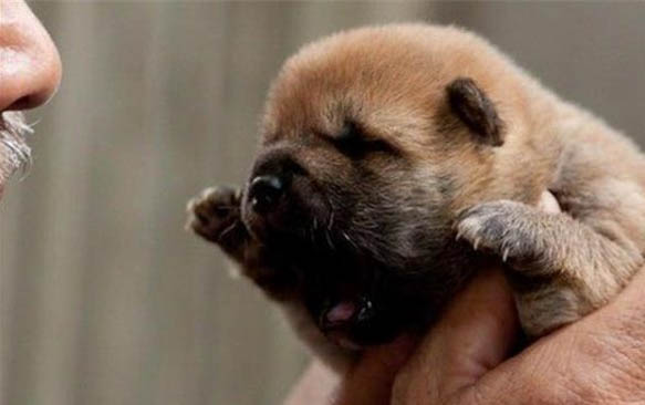 母犬绝育多久恢复