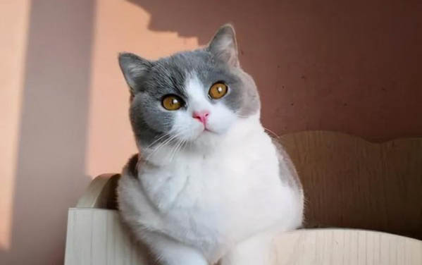 猫咪吸多了猫薄荷会有害吗