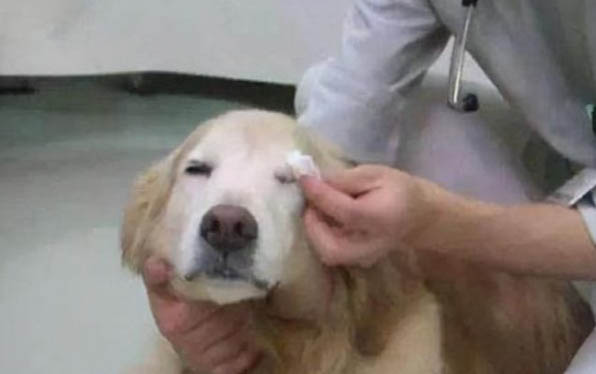 纯种金毛图片|金毛猎犬标准