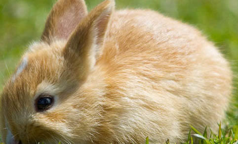 怎样判断兔子吃饱了？
