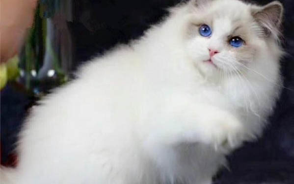 猫咪拉肚子吃硝呋齐特的原因及处理方法