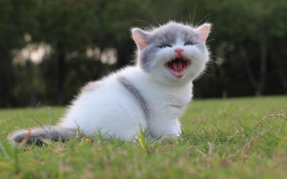 猫咪可以喝牛奶吗