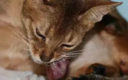 母猫绝育后不尿