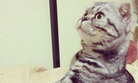 猫咪为什么鼻子变黑了呢
