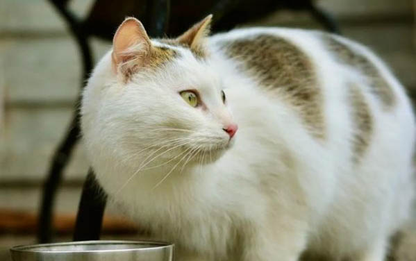 猫能喝奶粉吗？