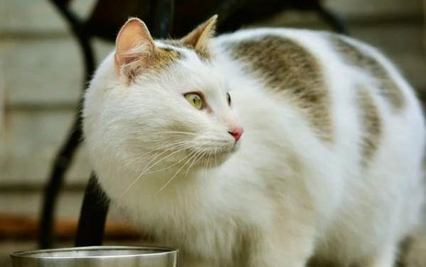 猫咪发腮的原理是什么
