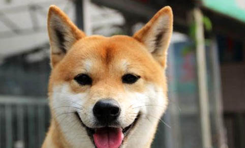 三门峡哪里有卖柴犬