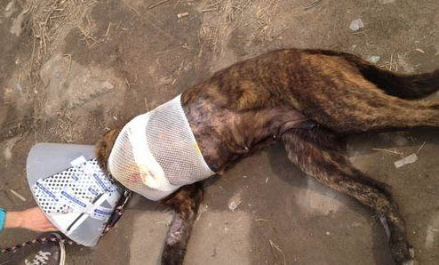狗狗多久不吃奶会死