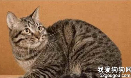 中国狸花猫有眼屎的原因及处理方法