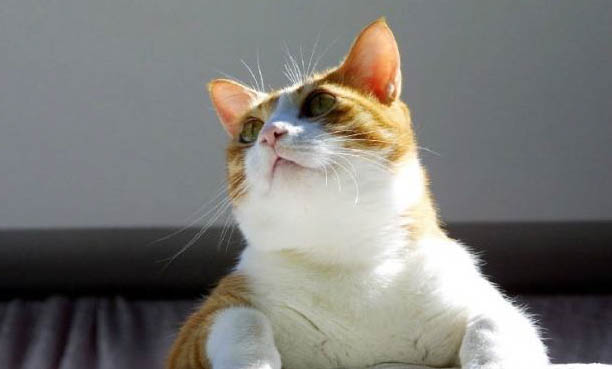 如何判断流浪猫是否想被带回家?