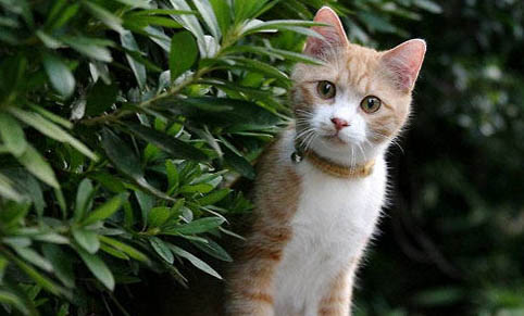 请问猫咪呕吐的原因及处理方法?