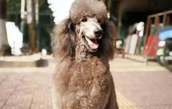 贵宾犬老是咳嗽卡卡怎么回事