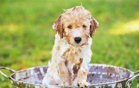 幼犬可以洗澡吗