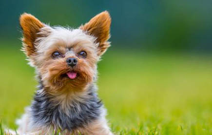 夏季狗掉毛的原因及处理方法