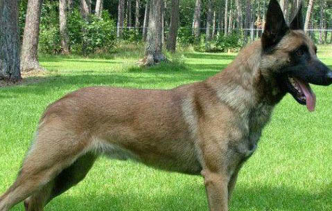荷兰牧羊犬和马犬哪个好
