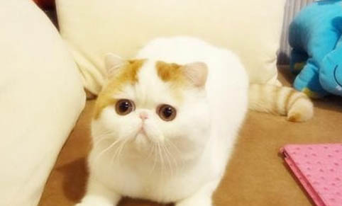 猫咪吐血水是猫瘟