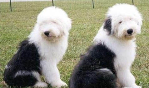 喜乐蒂牧羊犬老喝水是什么原因