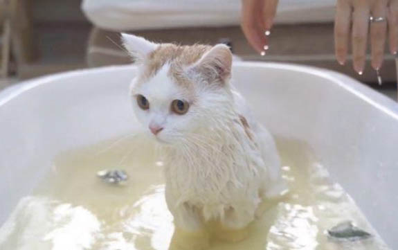 小猫肚子咕咕叫像震动