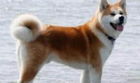 秋田犬可以养吗