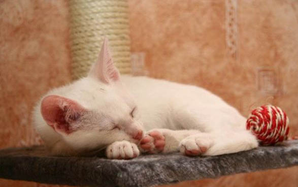 小猫感冒了怎么办