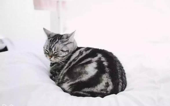 猫咪脚垫真菌感染什么症状