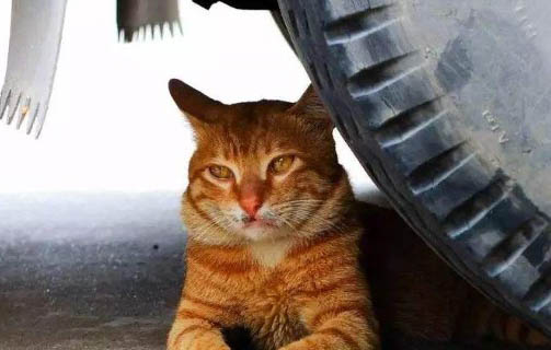 猫咪一年怀孕几次