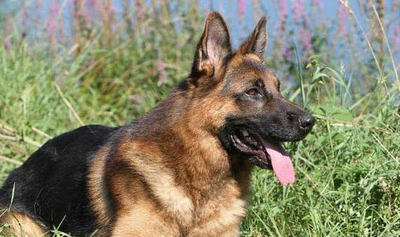 英国古代牧羊犬价格?古牧饲养注意事项有哪些?