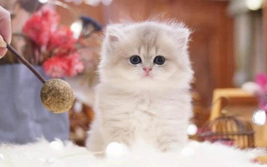 猫拉肚子鼻头干是什么原因
