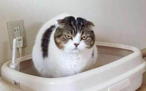 猫咪尿多且粘,该怎么办?