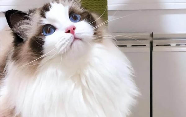 猫咪去世了怎么处理