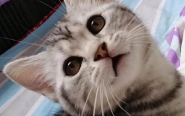 请问猫咪呕吐的原因及处理方法?