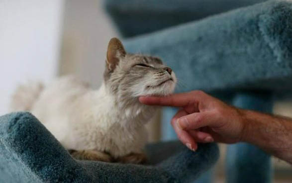小猫能不能吃火腿肠